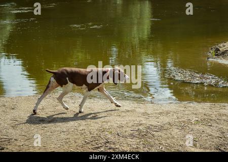 Pointer hunting dog at work Stock Photo