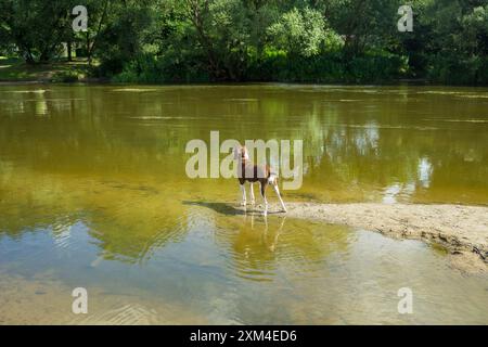 Pointer hunting dog at work Stock Photo