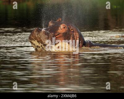 bull Hippo (Hippopotamus amphibius) splashing and snorting spray as it bursts through water surface in Lake Manze, Nyerere National Park,Tanzania Stock Photo