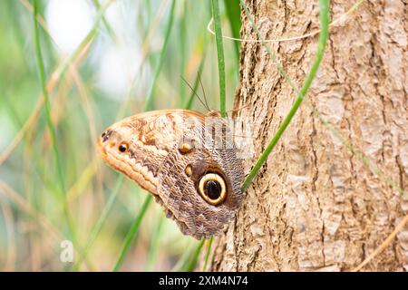 Banana or giant owl butterfly sitting on a tree trunk, Caligo telamonius memnon insect, rainforest of Mexico and South America, Amazonas Stock Photo