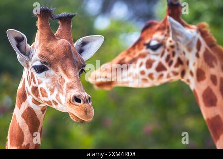 Close-up photography of two giraffe heads in the nature Stock Photo