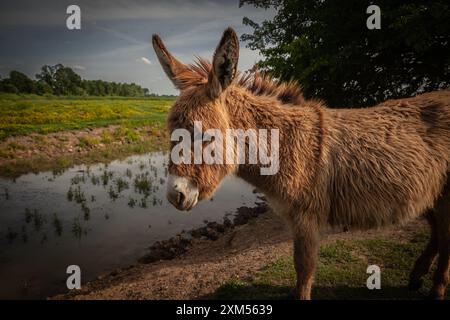 This image captures a tranquil scene of a donkey standing beside a peaceful pond in a lush pasture located in Zasavica, Serbia. The serene setting hig Stock Photo