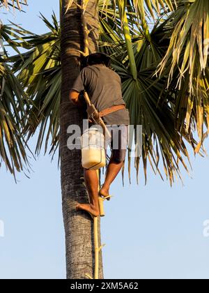 Man climbing a palm tree to harvest palm milk, Cambodia. Stock Photo