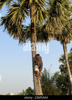 Man climbing a palm tree to harvest palm milk, Cambodia Stock Photo - Alamy
