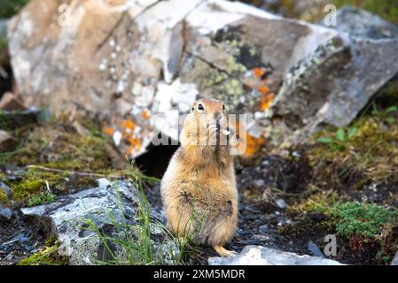 Adorable ground squirrel Marmotini standing up eating in the wild, taken in Yukon Territory, Canada during summer time. Stock Photo