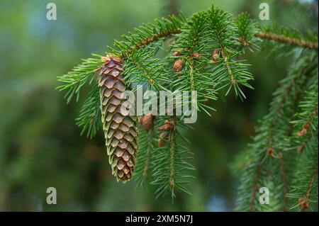 Seed cone of the evergreen Norway spruce tree, Picea abies. Stock Photo