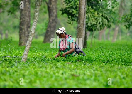 Labours are plucking tea in a tea garden in North Bengal Stock Photo