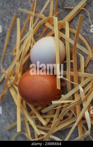 Free range chicken eggs and chicken eggs with close view. Stock Photo