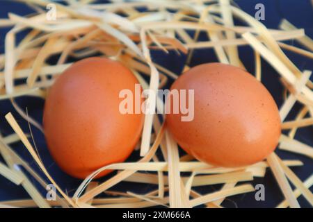 Chicken egg close up on black background. Stock Photo