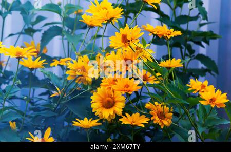 Yellow heliopsis flower on a summer day in nature Stock Photo