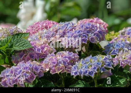 Blue, pink and purple flower heads of a vibrant Hydrangea macrophylla, zorro, ultramarine florets of color Stock Photo