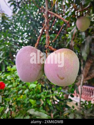 Closeup of two mangoes that are still hanging on the branch that is full of ants. Stock Photo