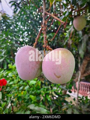 Closeup of two mangoes that are still hanging on the branch that is full of ants. Stock Photo