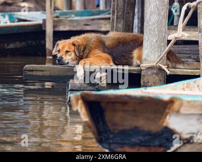 Iquitos, Peru - Apr, 2022:  Floating shantytown of Belén, consisting of scores of huts, built on rafts, which rise and fall with the river. Latin Amer Stock Photo