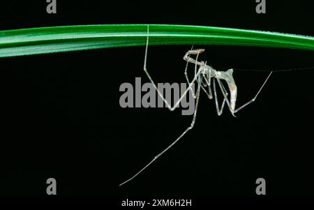 Long legged sac spider, Comb-footed spider, Rhomphaea sp. is hanging upside down on a blade of grass against a dark green background. Stock Photo