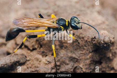 Black and yellow mud dauber wasp standing on the ground, showing its striking colors and patterns. Stock Photo