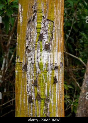 Little bats on the tree trunk in Reserva Nacional Pacaya Samiria - protected area located in the region of Loreto, Peru, Amazonia, South America. Stock Photo