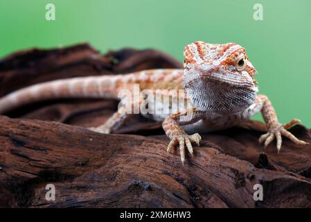 Bearded dragon sitting on the rock Stock Photo