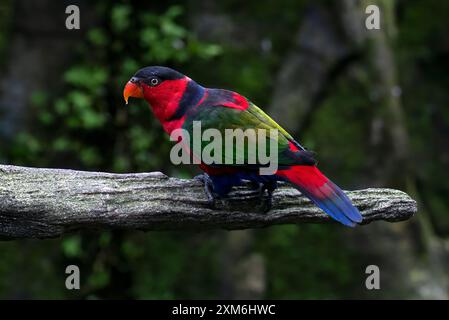Black headed parrot on a tree branch Stock Photo