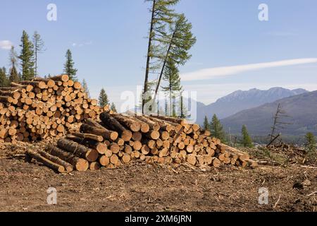 Loggers pile cut timber from wildfire in stacks on mountainside. Stock Photo