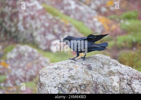 Common Raven on Skokholm Pembrokeshire UK Stock Photo