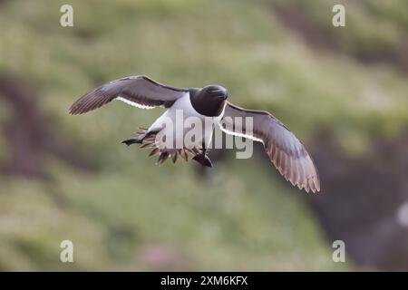 Razorbill in flight on Skokholm Pembrokeshire UK Stock Photo - Alamy