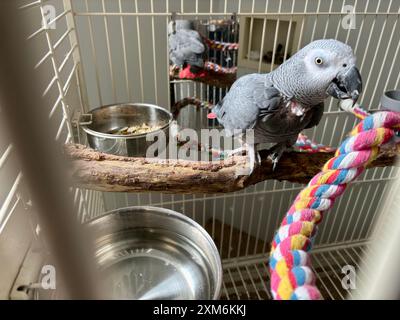 African gray parrot with wide eyes perched on branch in cage Stock Photo