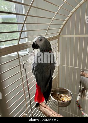 African gray parrot clings to side of cage near window Stock Photo