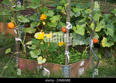 Small wooden garden bed with thriving pumpkin plants featuring flowers and round orange pumpkins in a green leafy urban garden setting Stock Photo