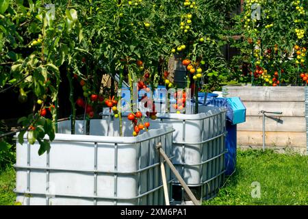 Tomatoes growing in former water tanks containers Stock Photo