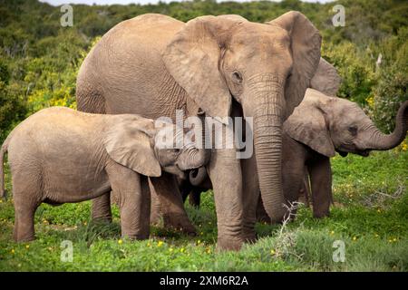 Family of elephants in Addo National Park Stock Photo