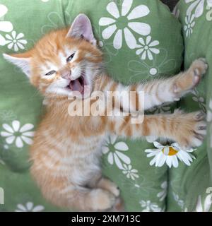 striped red kitten lies on a pillow with a funny open mouth with an emotion of joy and surprise on its face. Cat's childhood, first steps. Favorite pe Stock Photo