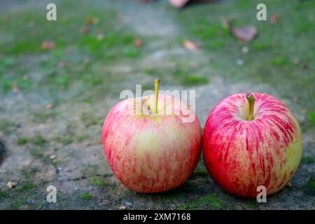 "Two colorful apples with a natural background, perfect for nature and food themes." Stock Photo