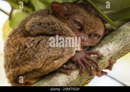 Philippine tarsier (Carlito syrichta) relaxing on a tree at the Bohol Enchanted Zoological and Botanical Garden, near Batuan, Bohol, Philippines Stock Photo