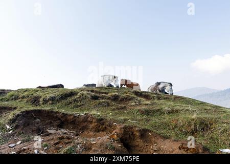 Little pony service at the Himalayan mountain Stock Photo