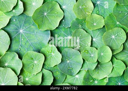 Summer green abstract background of nasturtium leaves. Mockup for your text and sentences Stock Photo