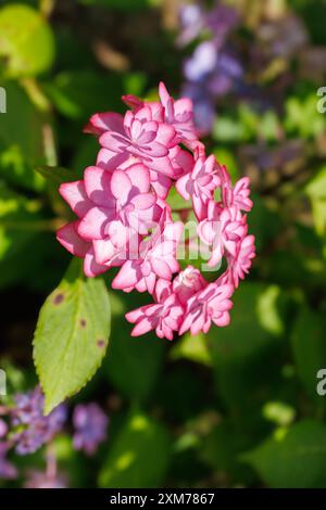 Pink Flower Petals Highlighted by Bright Sunlight Stock Photo