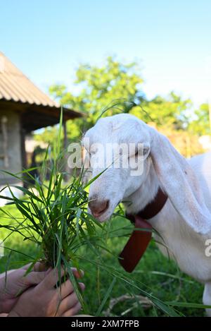 a goat eating grass in front of a fence with a rope around its neck ...