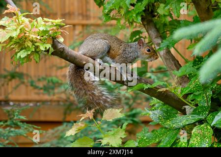 Grey Squirrel on branch of tree in garden in Bristol Stock Photo