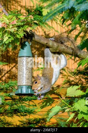 Juvenile Grey Squirrel with thin scruffy tail hanging upside down feeding on bird feeder Stock Photo