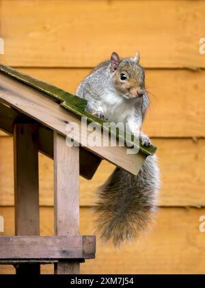 Grey Squirrel on wooden bird house feeder taken against autumn gold coloured fence Stock Photo