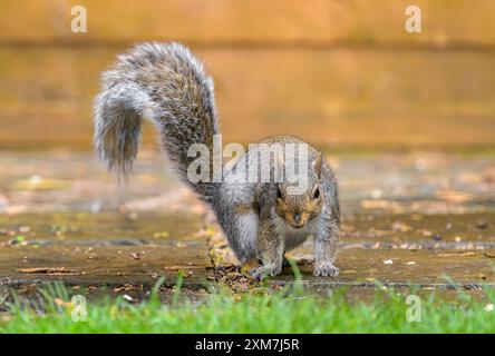 Grey Squirrel sat watching on garden patio with autumn gold coloured fence behind Stock Photo