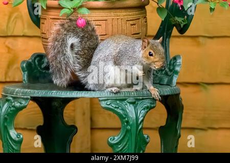 Grey Squirrel with peanut in mouth about to jump off garden chair with potted fuschia plant in Stock Photo