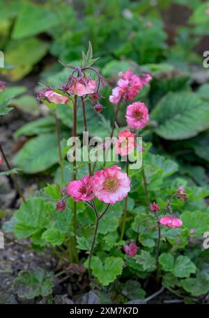 Flower Water Avens, also known as Nodding Avens, Chocolate root, Indian root and Cure All, though its Scientific name is Geum rivale Stock Photo