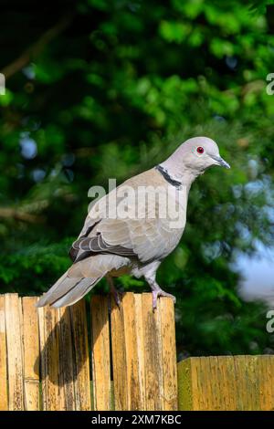 Adult Collared Dove perched on bamboo fencing perfecly showing off their red eyes. Stock Photo