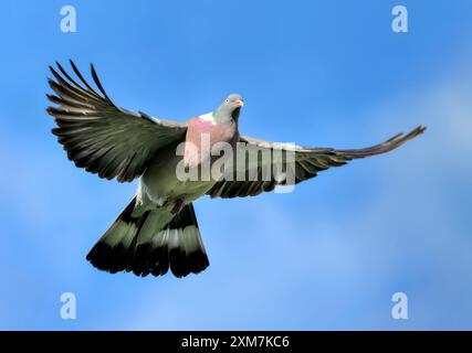 Sunlie Wood Pigeon in flight against a blue sky Stock Photo