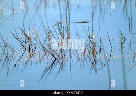 Reeds with reflections growing in Priddy ponds in Somerset with blue sky reflected in water Stock Photo