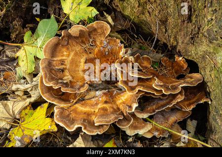 Natural closeup on the Giant Polypore fungus, Meripilus giganteus in the forest. Stock Photo