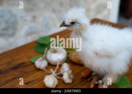 A moroseta white chick on a table in a farm with mixed vegetables. There are potatoes, carrots, garlic heads, onion. This breed is known for extravaga Stock Photo
