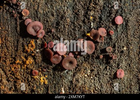 group much fungus on trunk Ascocoryne sarcoides. Stock Photo